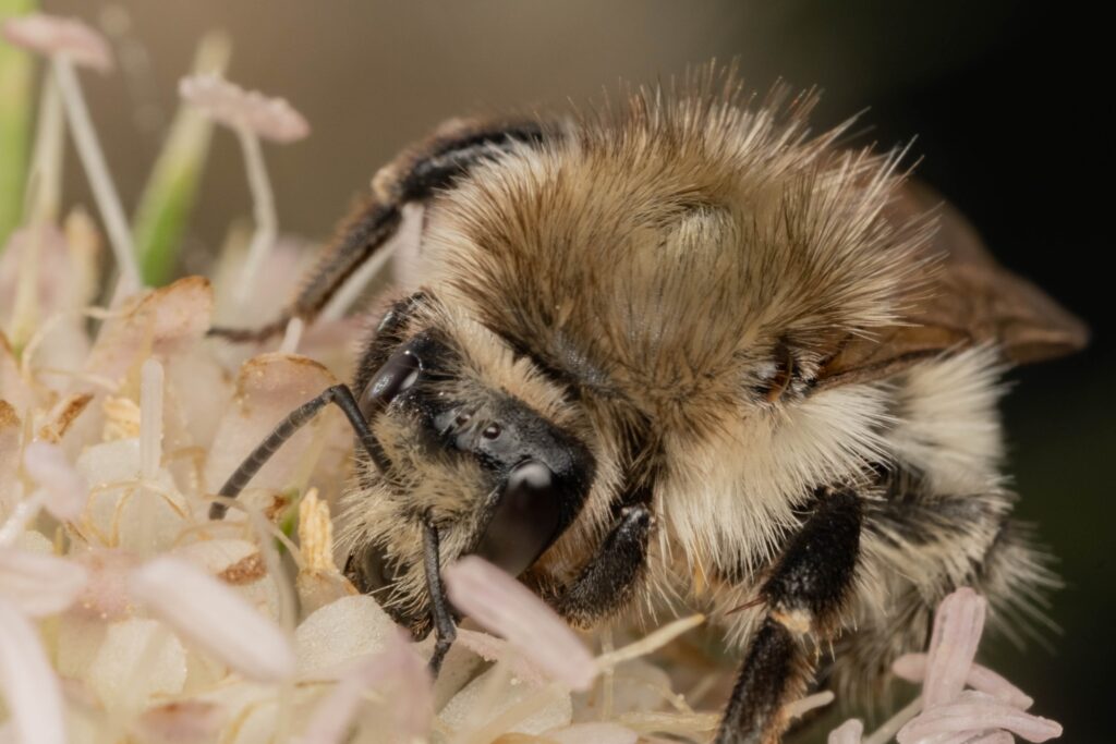 Bombus humilis farebne variacie