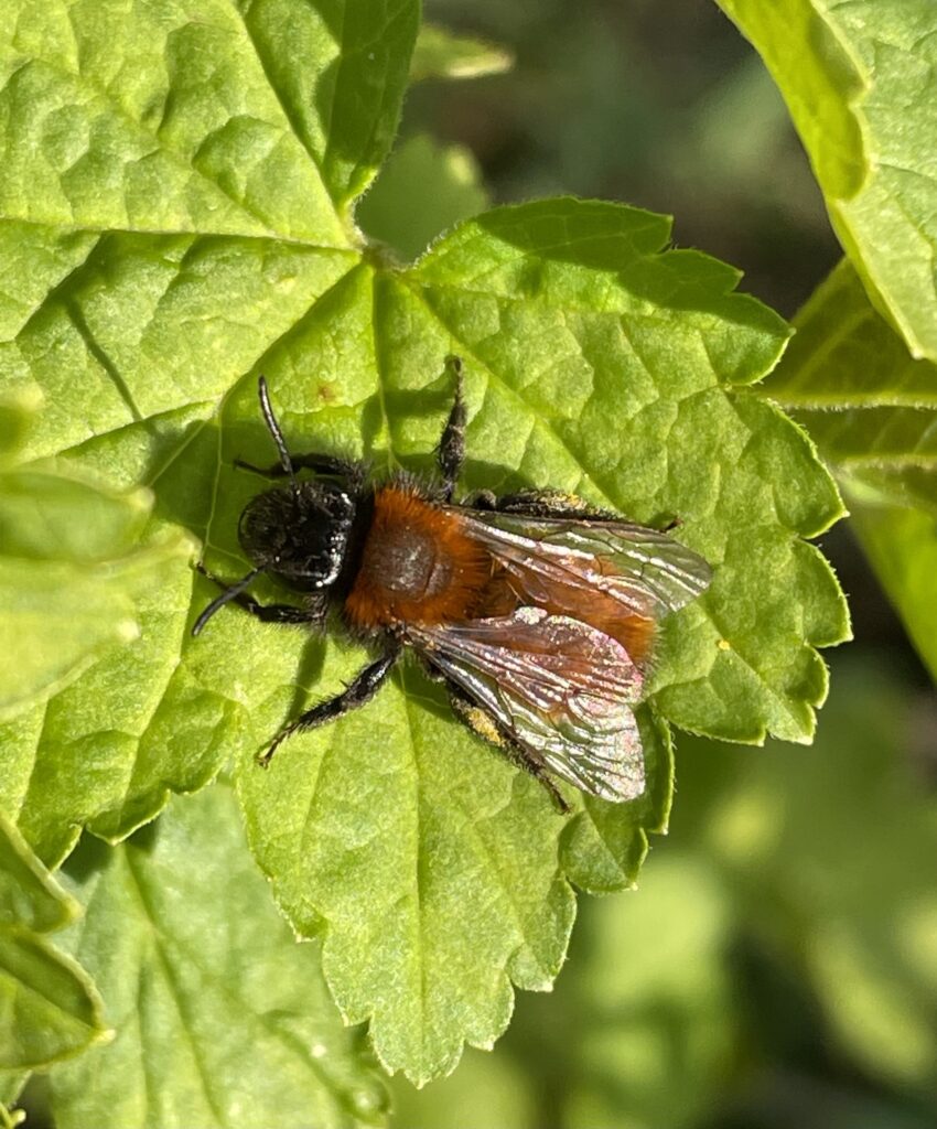 Andrena fulva, pieskorypka plavá