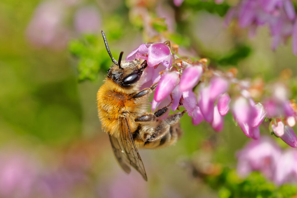 Andrena fuscipes