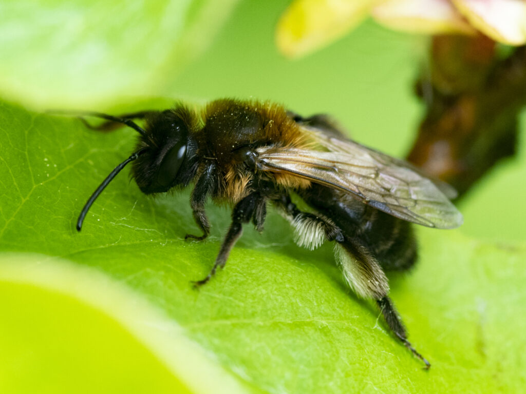 Andrena varians je zriedkavý druh, naviac tažko rozpoznateľný. Na biotop nemá zvláštne nároky obsadzuje, aj mestské parky