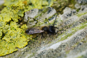Andrena apicata