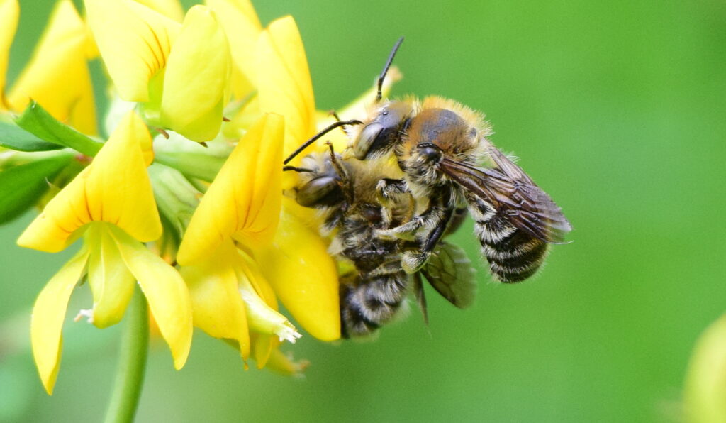 Anthidium byssinum - vlnárka