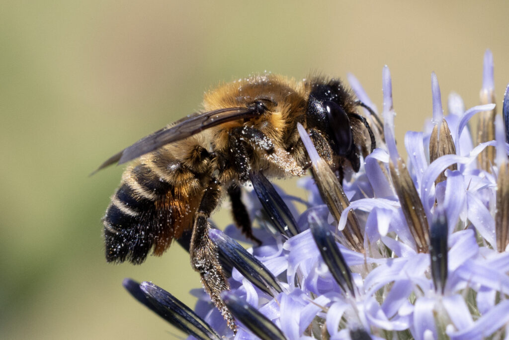Megachile willughbiella - čalúnica