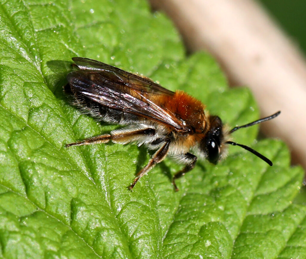 Andrena helvola