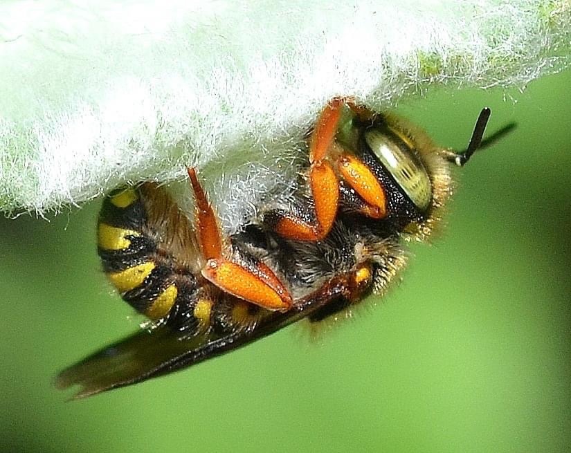 Anthidium oblongatum