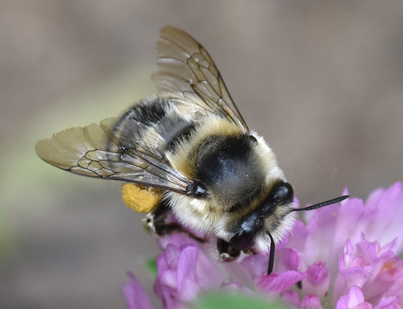 Anthophora aestivalis