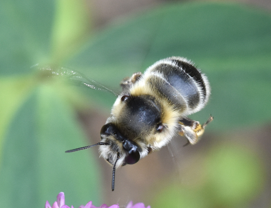 Peľonoska jarná, Anthophora aestivalis