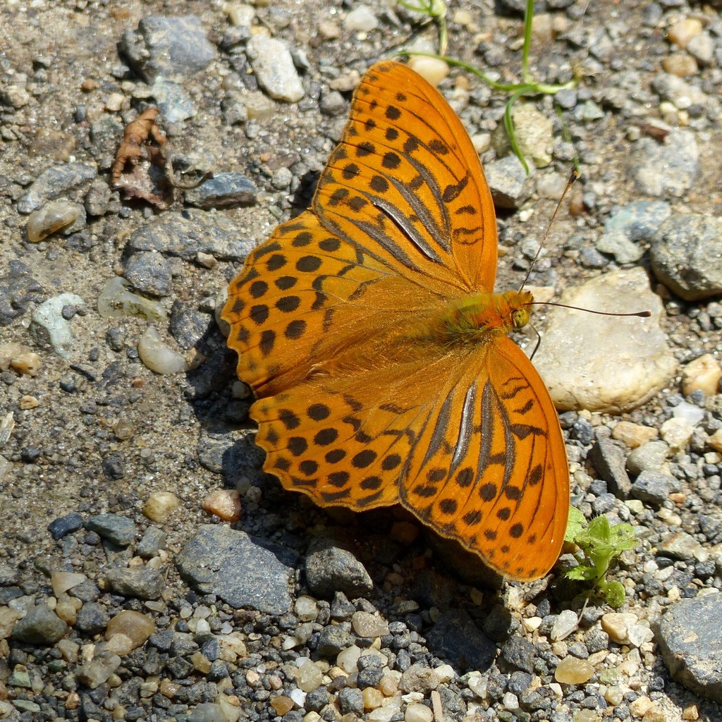 perlovec striebristopásavý