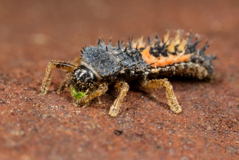 Larva lienka východná