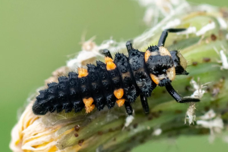 Lienka sedembodková - larva