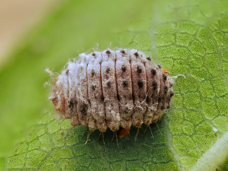 lienka austrálska, larva
