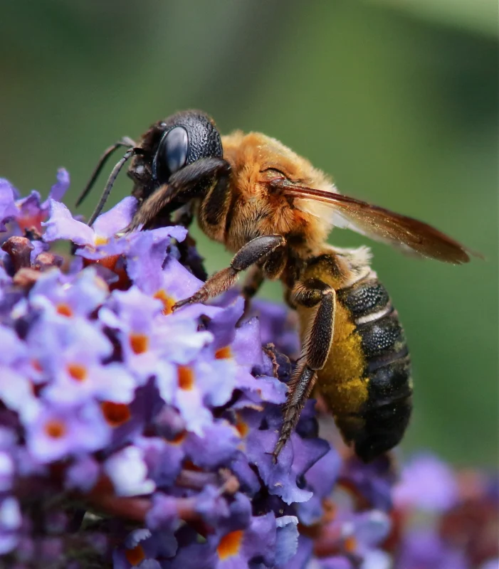 čalúnica ázijská Megachile sculpturalis