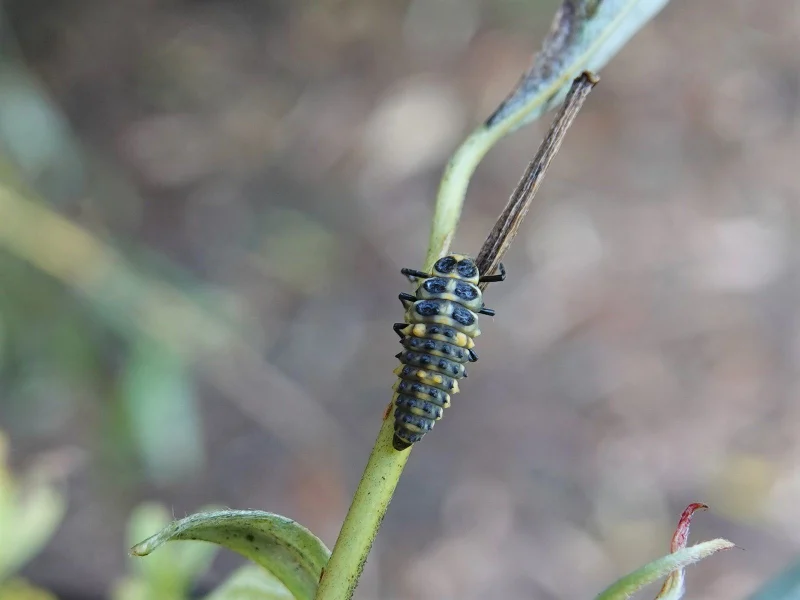 Larva linky dvojbodkovej